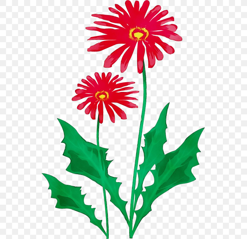 Flower Barberton Daisy Plant Pedicel Gerbera, PNG, 543x794px, Watercolor, Barberton Daisy, Flower, Gerbera, Paint Download Free