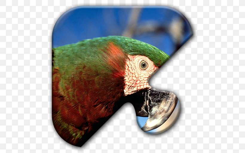 Parrot Bird Chestnut-fronted Macaw Scarlet Macaw, PNG, 512x512px, Parrot, Amazon Parrot, Beak, Bird, Blueandyellow Macaw Download Free