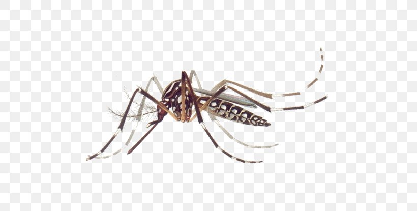 Yellow Fever Mosquito Dengue Chikungunya Virus Infection Mosquito-borne Disease, PNG, 620x415px, Yellow Fever Mosquito, Aedes, Aedes Albopictus, Arachnid, Arthropod Download Free