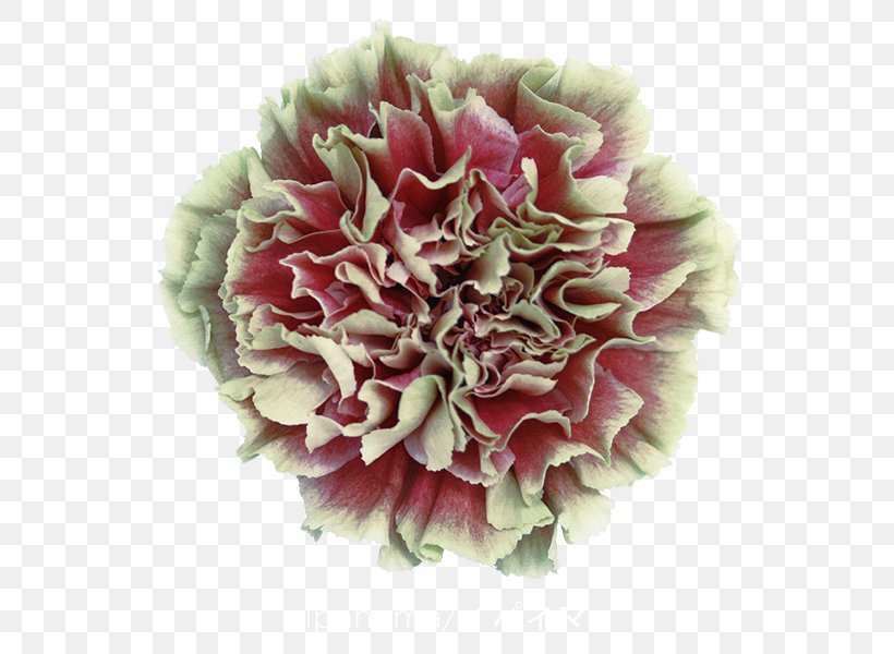 Carnation Cut Flowers Export Import, PNG, 600x600px, Carnation, Cabbage Rose, Colibri Flowers Sa, Cut Flowers, Export Download Free