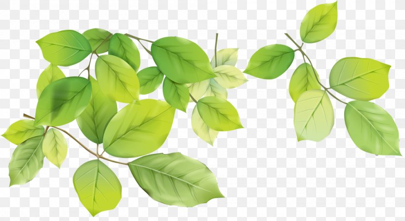 Clip Art, PNG, 1000x547px, Lossless Compression, Basil, Branch, Herb, Information Download Free