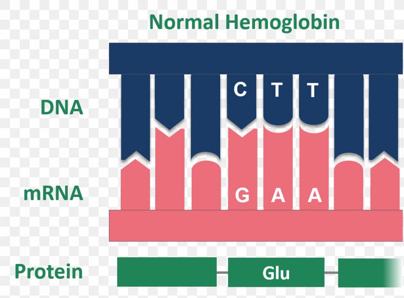 Hemoglobin Sickle Cell Disease Messenger RNA Amino Acid, PNG, 1031x761px, Hemoglobin, Acid, Amino Acid, Biology, Brand Download Free