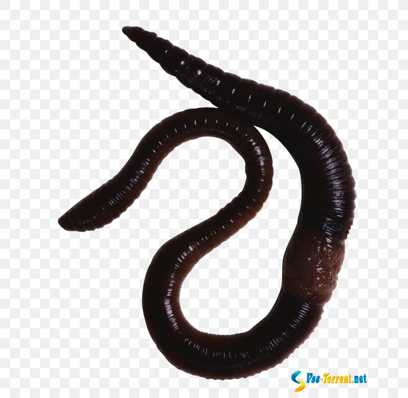 Earthworm Annelid Animal, PNG, 676x800px, Worm, Animal, Annelid, Biology, Earthworm Download Free