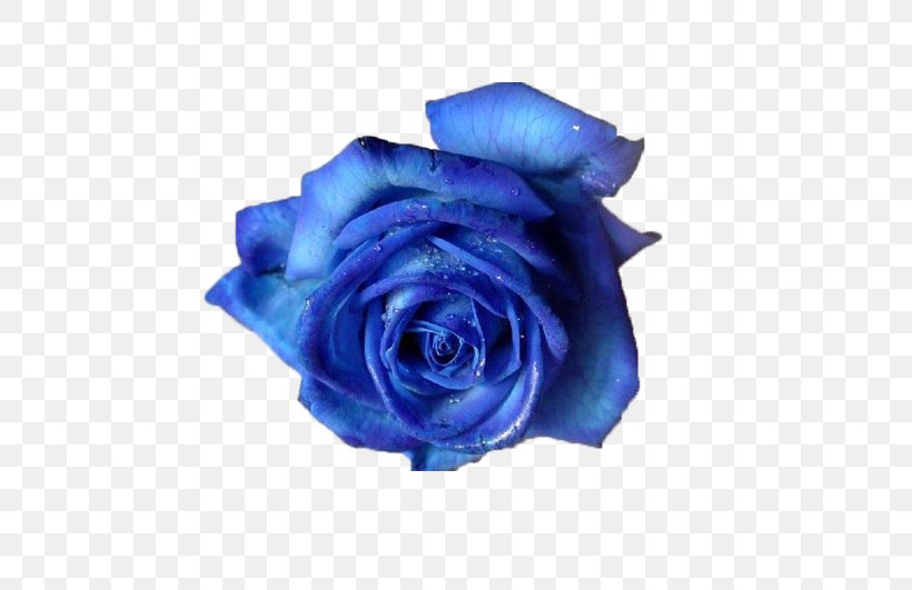 Blue Rose Flower Clip Art, PNG, 709x531px, Rose, Black Rose, Blue, Blue Flower, Blue Rose Download Free