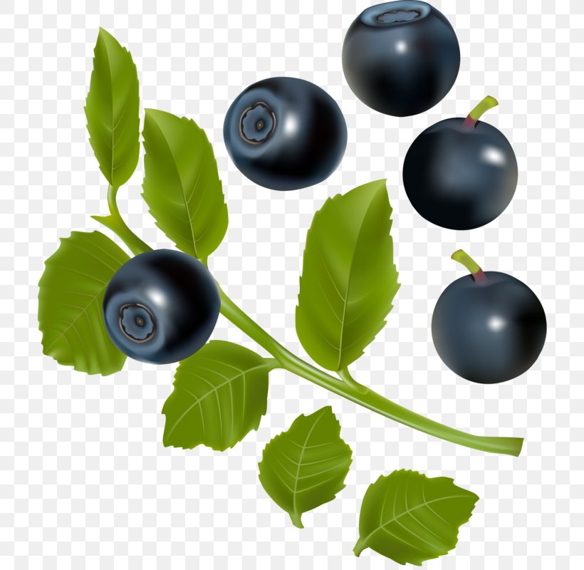 Blueberry Blackberry Illustration, PNG, 716x800px, Berry, Axe7axed Palm, Bilberry, Blackberry, Blueberry Download Free