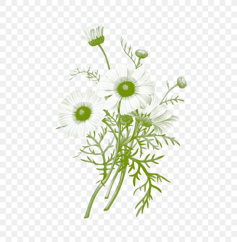 Botanical Illustration Botany Chrysanthemum Common Daisy, PNG, 670x838px, Botanical Illustration, Art, Botany, Chamaemelum Nobile, Chrysanthemum Download Free