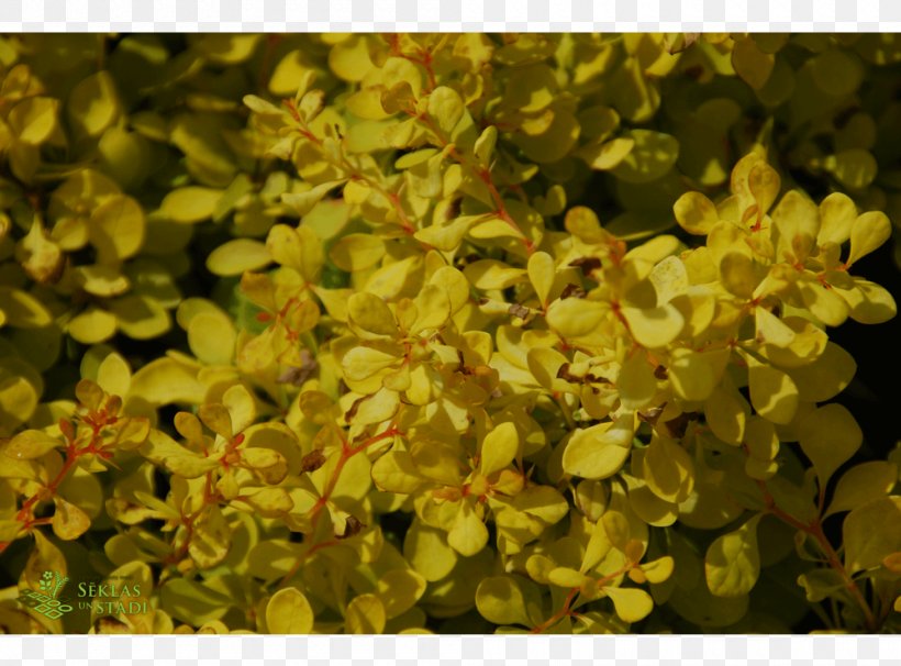 Groundcover Mustard, PNG, 1000x740px, Groundcover, Mustard, Shrub Download Free
