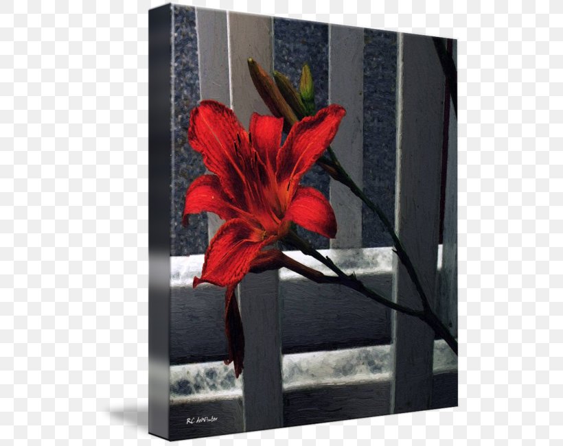 Jersey Lily Indian Shot Canna Picture Frames, PNG, 529x650px, Jersey Lily, Amaryllis, Amaryllis Belladonna, Belladonna, Canna Download Free