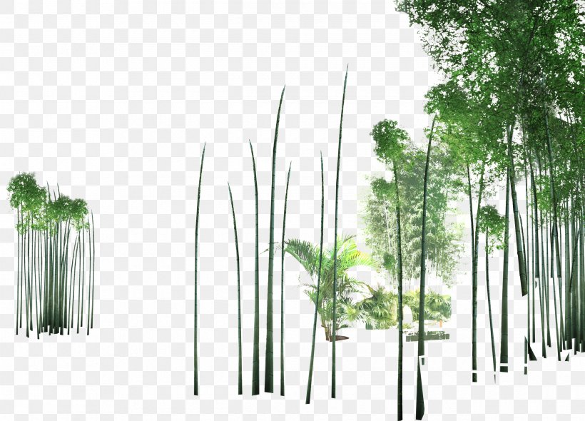 Shulin District Tree Bamboo, PNG, 2540x1828px, Shulin District, Architecture, Bamboo, Bambusa Oldhamii, Brand Download Free