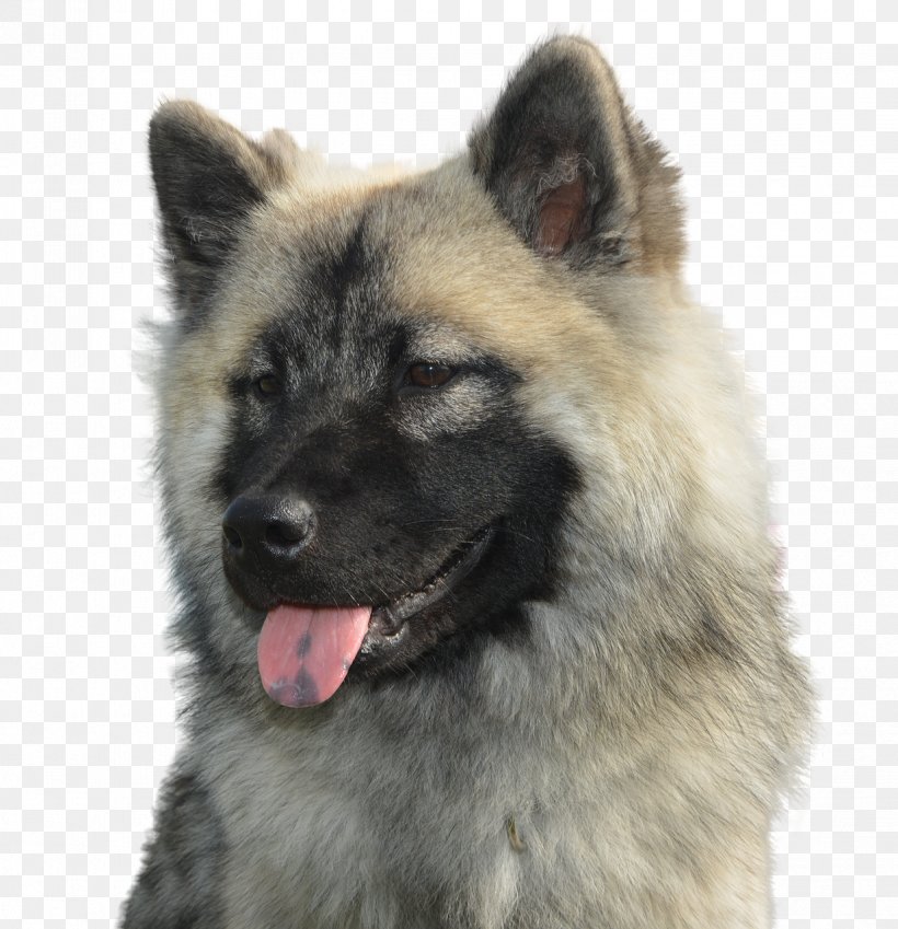 Cartoon Dog, PNG, 1235x1280px, Shiloh Shepherd Dog, Akita, Ancient Dog Breeds, Animal, Breed Download Free