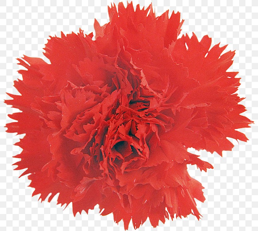 Dog Puppy Toy Game Hedgehog, PNG, 800x734px, Dog, Ball, Carnation, Chewing Gum, Cut Flowers Download Free