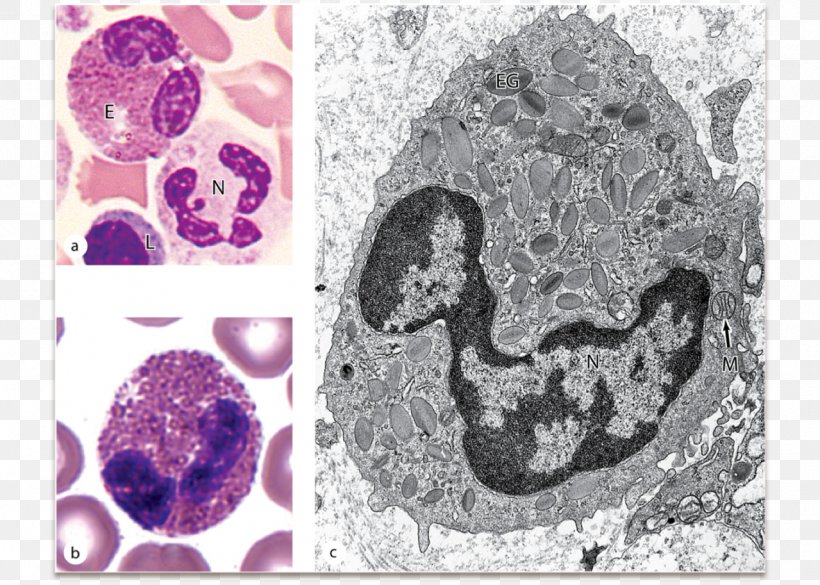 Eosinophil Blood Cell Histology Function, PNG, 1279x913px, Watercolor, Cartoon, Flower, Frame, Heart Download Free