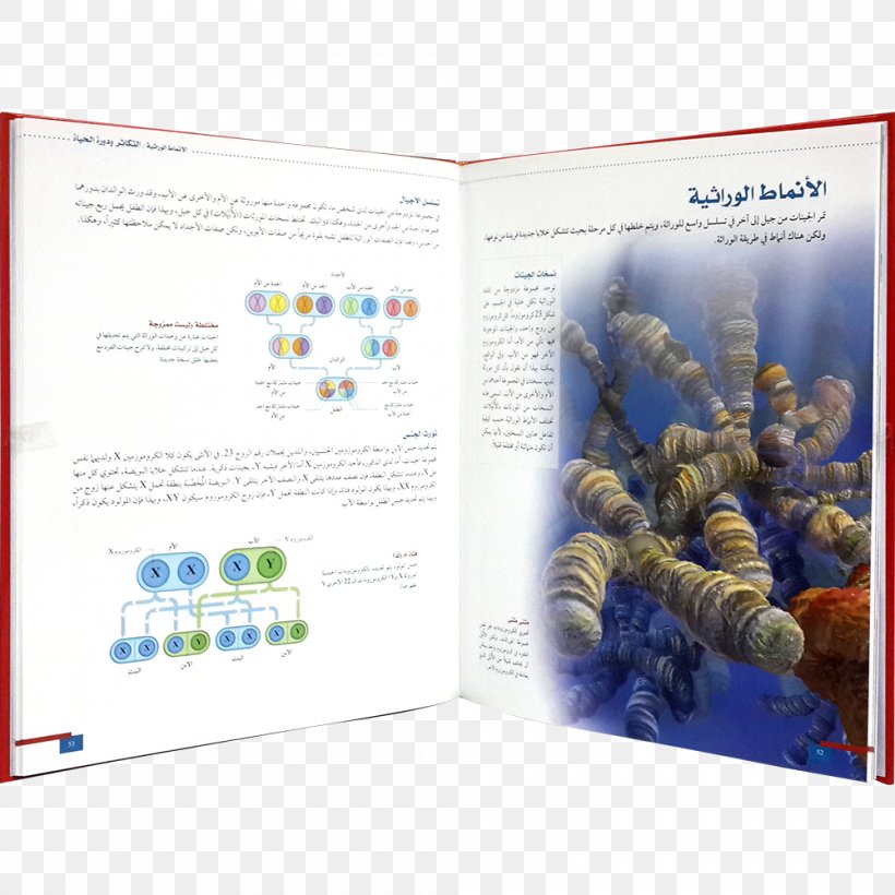 Graphic Design Brochure Organism, PNG, 1000x1000px, Brochure, Brand, Organism, Text Download Free