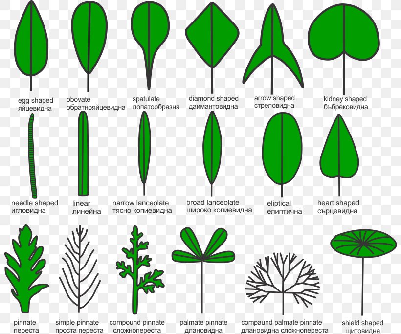 Leaf Plant Stem Grasses Aquatic Plants, PNG, 804x683px, Leaf, Aquatic Plants, Area, Auglis, Commodity Download Free