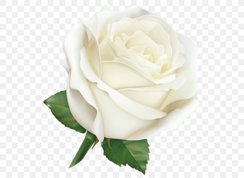 Rose Desktop Wallpaper Clip Art, PNG, 566x600px, Rose, Black Rose, China Rose, Cut Flowers, Drawing Download Free