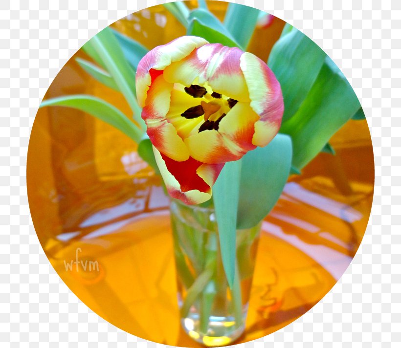 Tulip Cut Flowers Petal, PNG, 712x712px, Tulip, Cut Flowers, Flower, Flowering Plant, Petal Download Free