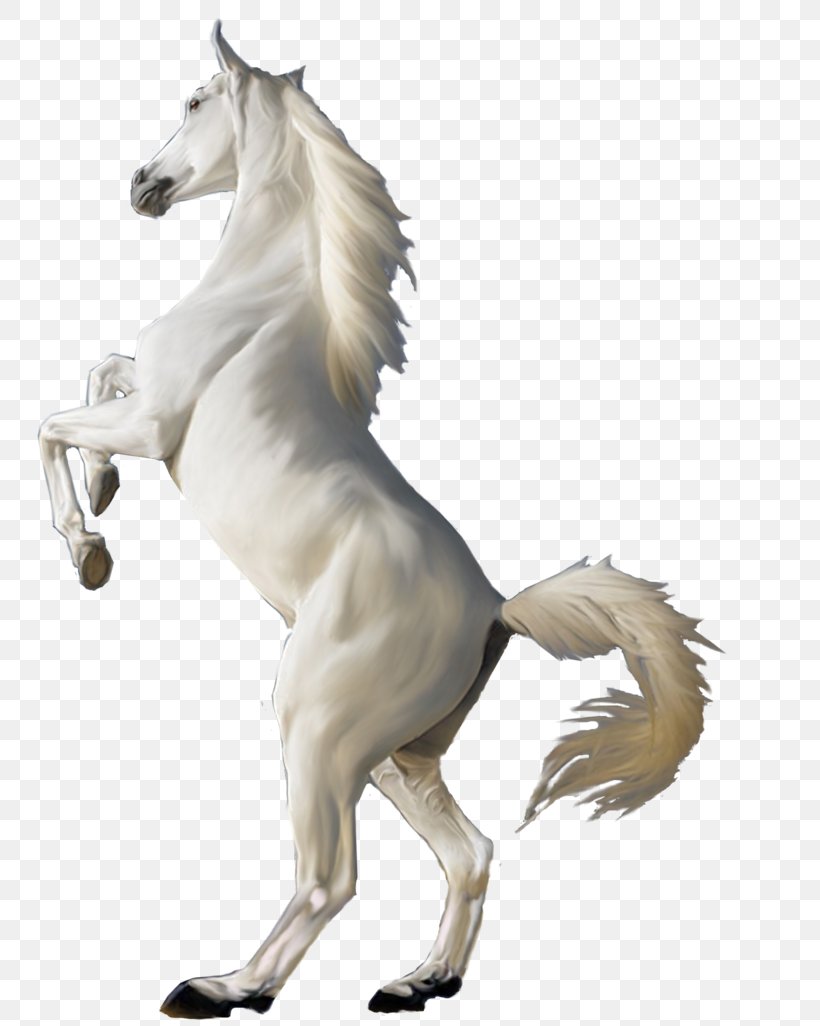 Arabian Horse White, PNG, 778x1026px, Arabian Horse, Display Resolution, Horse, Horse Like Mammal, Image File Formats Download Free