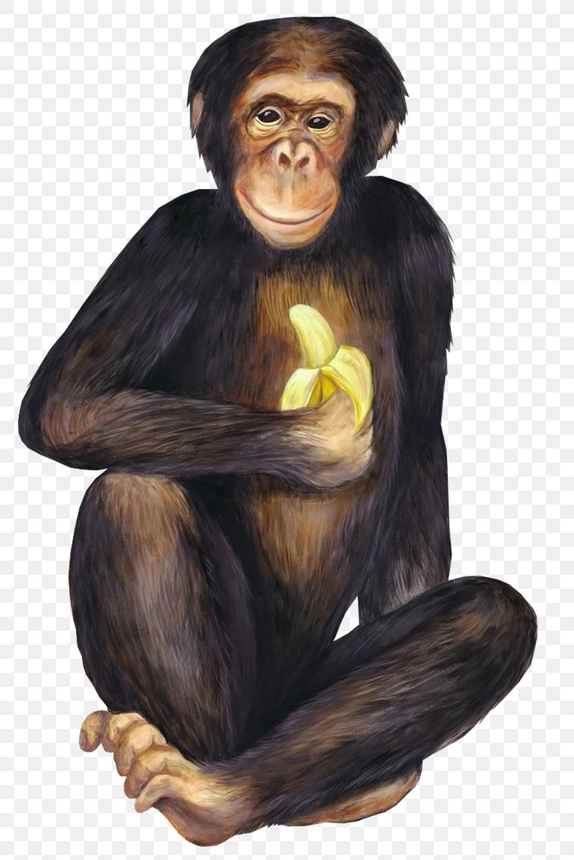 Banana Ketchup Chimpanzee Monkeys And Apes, PNG, 800x1227px, Banana Ketchup, Ape, Banana, Banana Leaf, Banana Peel Download Free