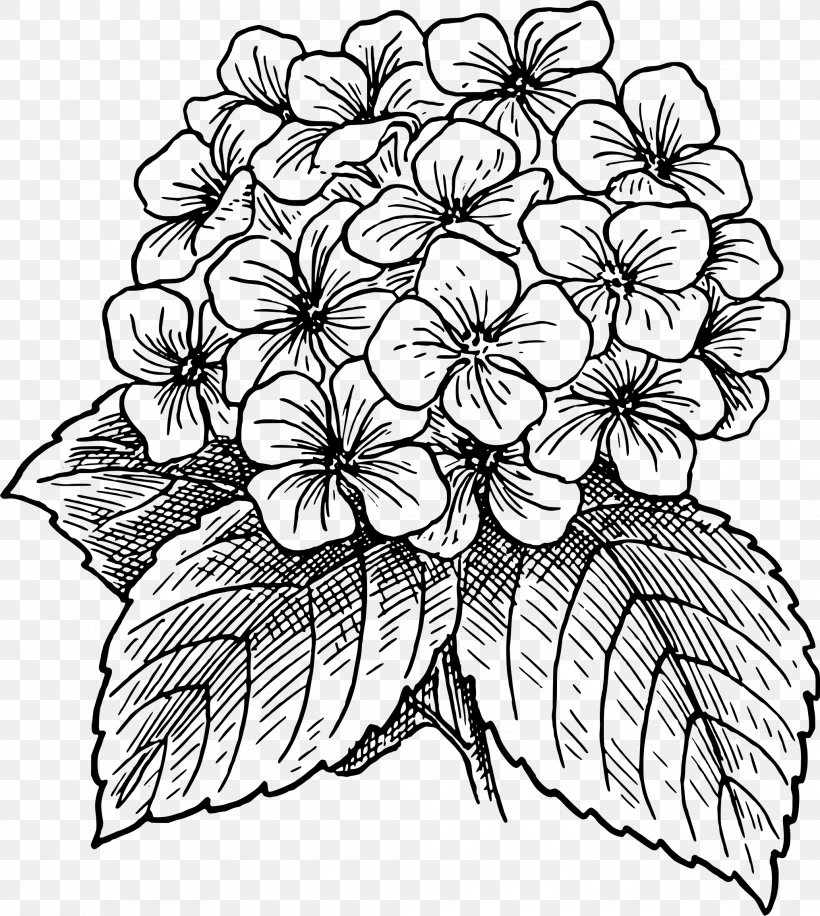 French Hydrangea Flower Clip Art, PNG, 2064x2306px, French Hydrangea, Art, Artwork, Black And White, Branch Download Free