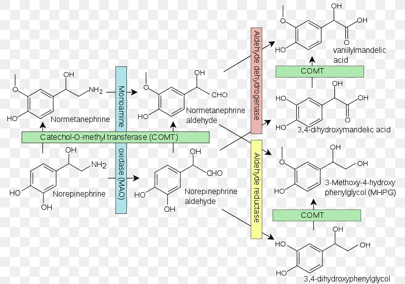 Norepinephrine Transporter Catecholamine Adrenaline Monoamine Neurotransmitter, PNG, 800x575px, Norepinephrine, Adrenaline, Area, Catecholamine, Diagram Download Free