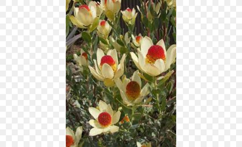 Ornamental Shrubs Conebushes Flowering Plant Ornamental Plant, PNG, 500x500px, Plant, Evergreen, Flower, Flowering Plant, Ornamental Plant Download Free