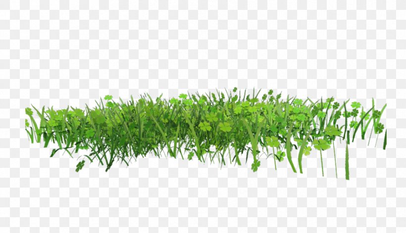 Pasture, PNG, 899x518px, Pptx, Grass, Grass Family, Herb, Plant Download Free