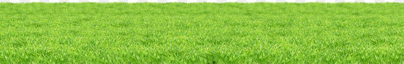 Dozin' With The Dinos Field Addition Number Mathematics, PNG, 3799x604px, Grasses, Agriculture, Artificial Turf, Chrysopogon Zizanioides, Commodity Download Free