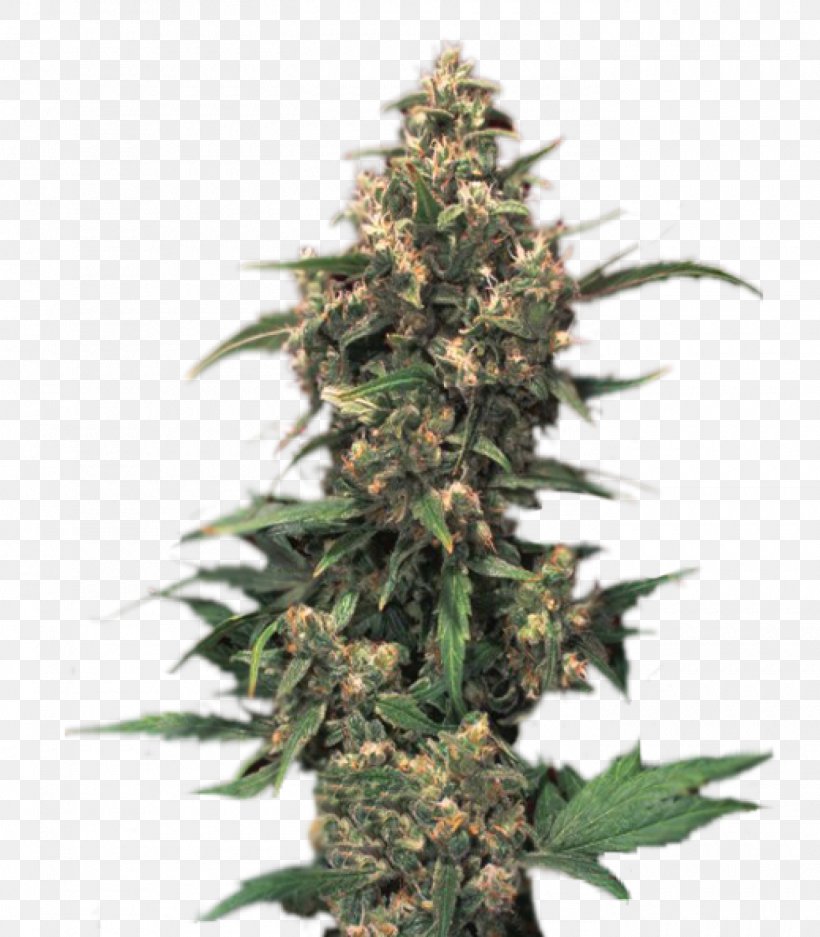 Medical Cannabis White Widow Seed Bank, PNG, 1400x1600px, Cannabis, Autoflowering Cannabis, Cannabidiol, Cannabis Sativa, Cough Download Free