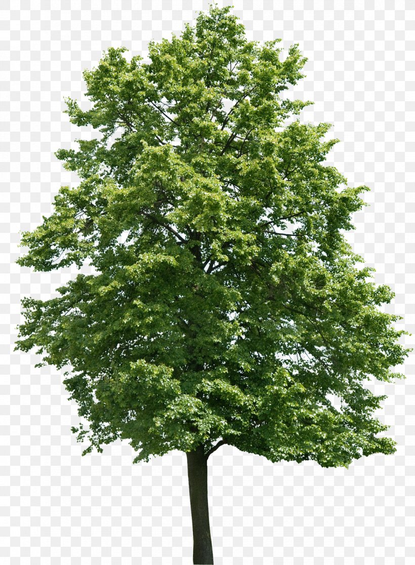 Tree Juglans Oak Birch Walnut, PNG, 1175x1600px, Tree, Banco De Imagens, Birch, Branch, Broadleaved Tree Download Free