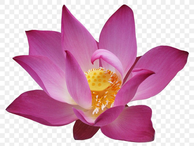 White Lotus, PNG, 800x614px, Image File Formats, Aquatic Plant, Flower, Flowering Plant, Information Download Free