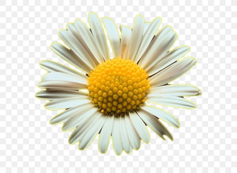 Common Daisy Oxeye Daisy Shasta Daisy Clip Art, PNG, 600x600px, Common Daisy, Argyranthemum Frutescens, Aster, Chamaemelum Nobile, Chamomile Download Free