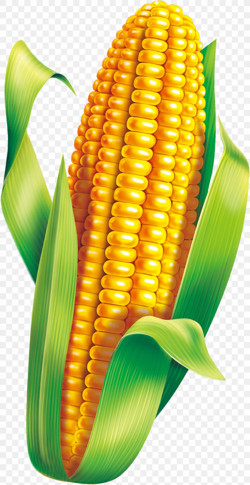 Corn On The Cob Maize Congee Breakfast, PNG, 843x1633px, Corn On The Cob, Breakfast, Caryopsis, Commodity, Congee Download Free