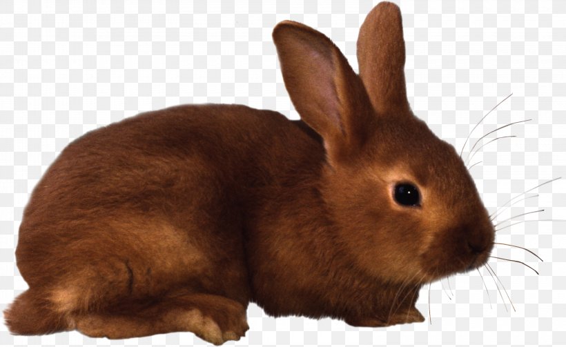 Rabbit Hare Clip Art, PNG, 3160x1940px, Domestic Rabbit, Drawing, Fauna, Fur, Hare Download Free