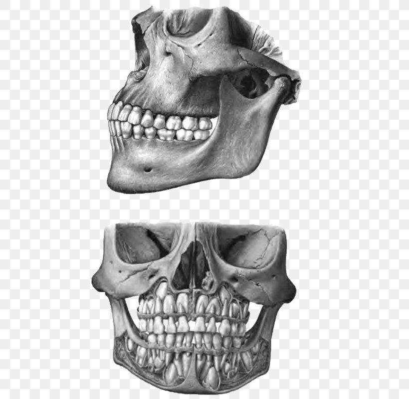 Human Tooth Mouse Mats Human Skull Anatomy, PNG, 800x800px, Human Tooth, Anatomy, Black And White, Bone, Dentist Download Free