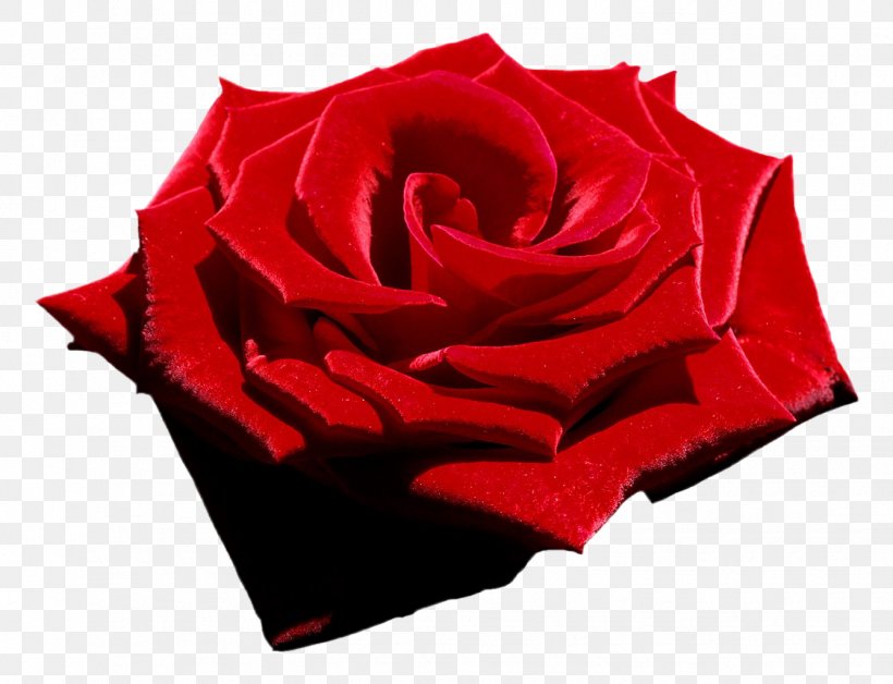 Rose: Poems Flower Poetry Garden Poems, PNG, 1337x1024px, Rose, Aspect Ratio, Blue, Blue Rose, Color Download Free