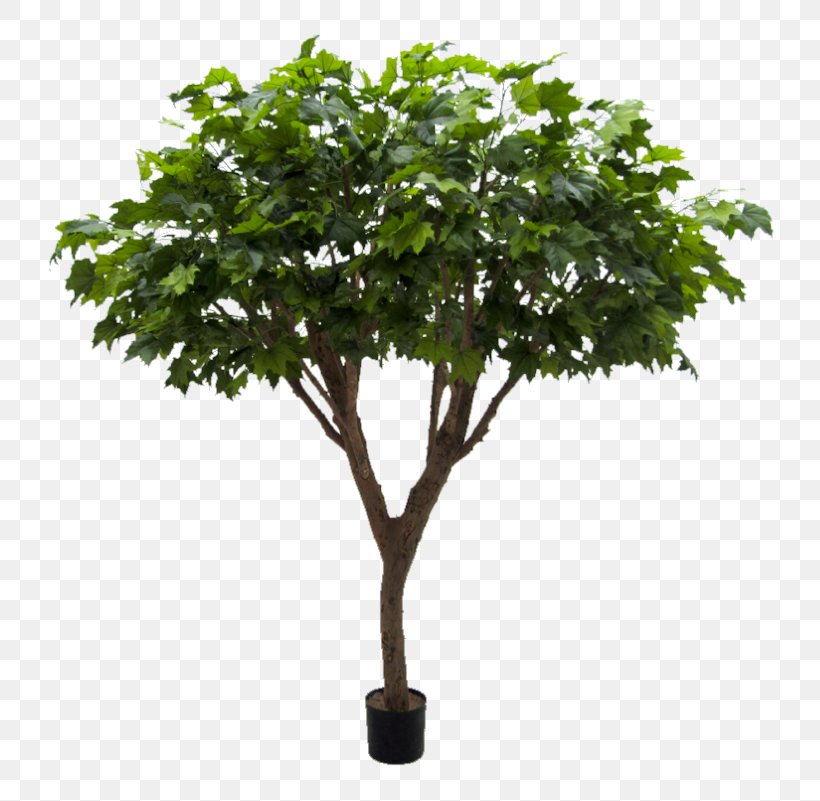 Schefflera Arboricola Plane Trees Branch Maple, PNG, 745x801px, Schefflera Arboricola, Bay Laurel, Branch, Fig Trees, Flowerpot Download Free