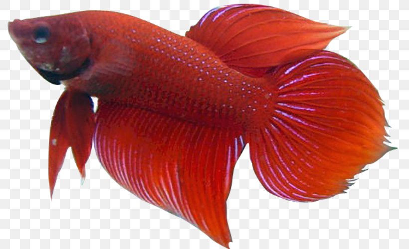 Siamese Fighting Fish Veiltail Clip Art, PNG, 799x500px, Siamese Fighting Fish, Aquarium, Drawing, Fish, Fishkeeping Download Free