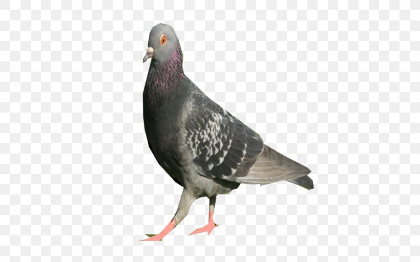 Columbidae DeviantArt Bird Domestic Pigeon, PNG, 512x512px, Columbidae, Amethyst, Beak, Bird, Color Download Free