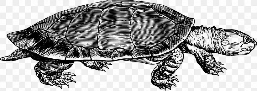 Common Snapping Turtle Tortoise Box Turtle Reptile, PNG, 2400x851px, Common Snapping Turtle, Black And White, Box Turtle, Chelydridae, Drawing Download Free