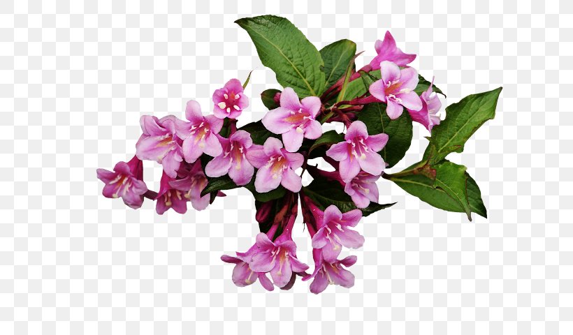 Flower Plant Pink Lilac Petal, PNG, 640x480px, Flower, Bouquet, Branch, Cut Flowers, Dendrobium Download Free