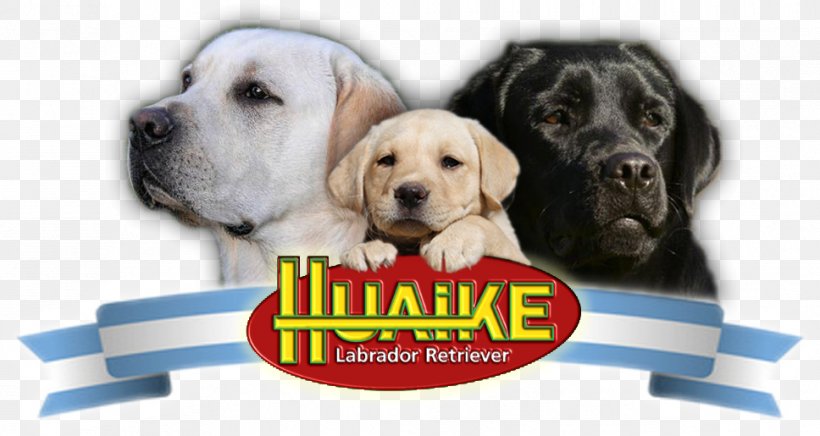 Labrador Retriever Puppy Dog Breed Companion Dog, PNG, 968x515px, Labrador Retriever, Breed, Breed Group Dog, Breeder, Carnivoran Download Free