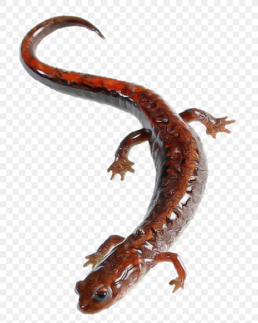Lungless Salamander Woodland Salamander Climbing Salamander Reptile Smooth Newt, PNG, 781x1028px, Lungless Salamander, Climbing Salamander, Lizard, Reptile, Salamander Download Free