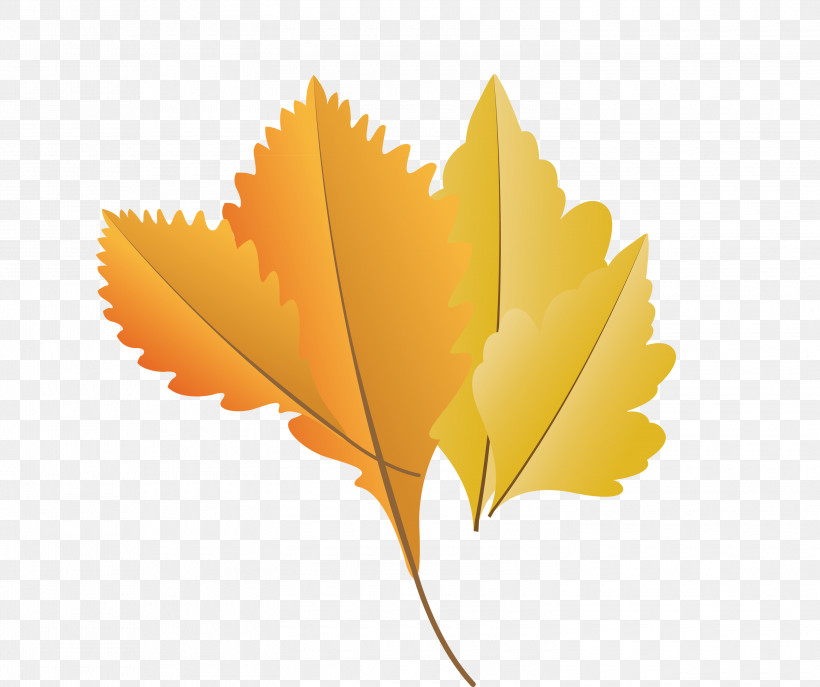 Maple Leaf, PNG, 3000x2517px, Autumn Leaf, Biology, Cartoon Leaf, Fall Leaf, Leaf Download Free