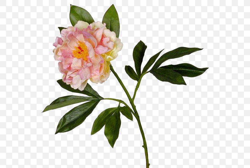 Peony Cut Flowers Garden Roses Herbaceous Plant, PNG, 550x550px, Peony, Angel, Animal, Camellia, Child Download Free