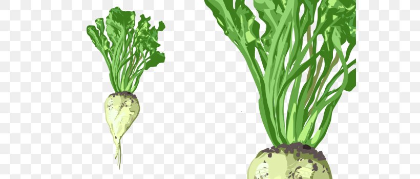 Chard Turnip Sugar Beet Mangelwurzel Beetroot, PNG, 570x349px, Chard, Beetroot, Beta, Collard Greens, Common Beet Download Free