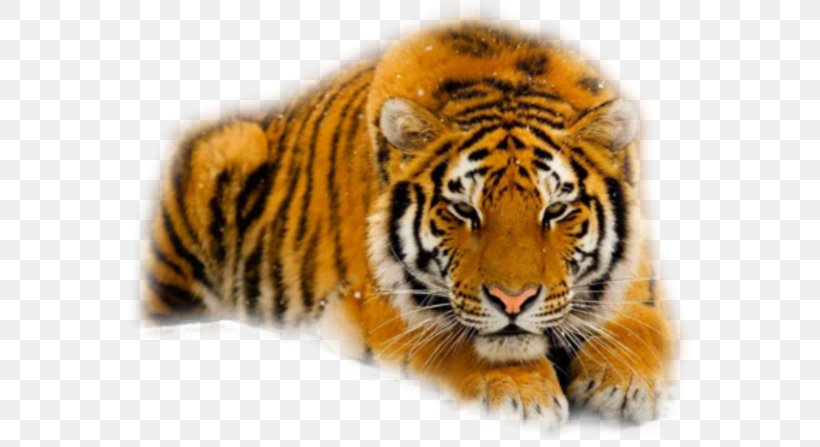 Felidae Siberian Tiger Cat South China Tiger Cheetah, PNG, 567x447px, Felidae, Animal, Big Cat, Big Cats, Carnivoran Download Free