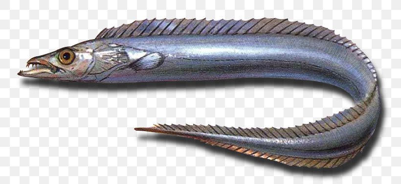 Largehead Hairtail Fishing Sea Cutlassfish, PNG, 788x376px, Largehead Hairtail, Arapaima, Atlantic Mackerel, Cutlassfish, Fish Download Free
