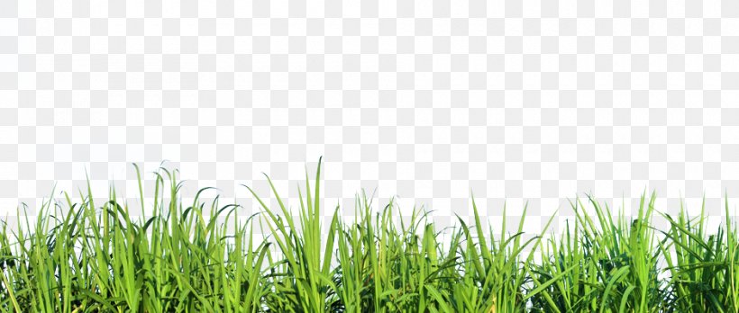Mexican Feathergrass Lawn Silvergrass Ornamental Grass, PNG, 940x400px, Mexican Feathergrass, Commodity, Crop, Field, Garden Download Free