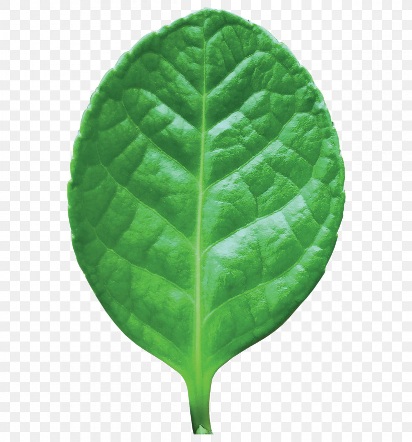 Leaf Green Plant Flower Spinach, PNG, 1192x1280px, Leaf, Anthurium, Flower, Green, Herb Download Free