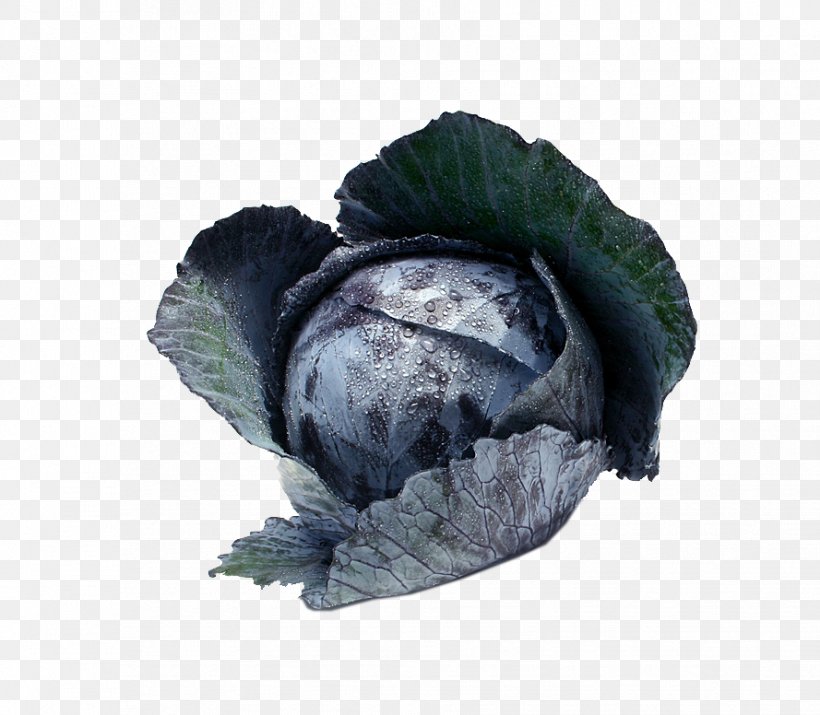 Red Cabbage Savoy Cabbage Cauliflower Vegetable, PNG, 889x776px, Cabbage, Brassica Oleracea, Cauliflower, Food, Fruit Download Free